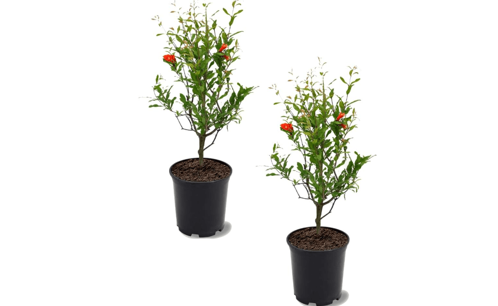 
Parfianka Pomegranate Tree, Fruit Bearing, Hardy, 1 gal Nursery Pot, 12-18 in Tree Height (Due to Agricultural Laws, we Cannot Ship