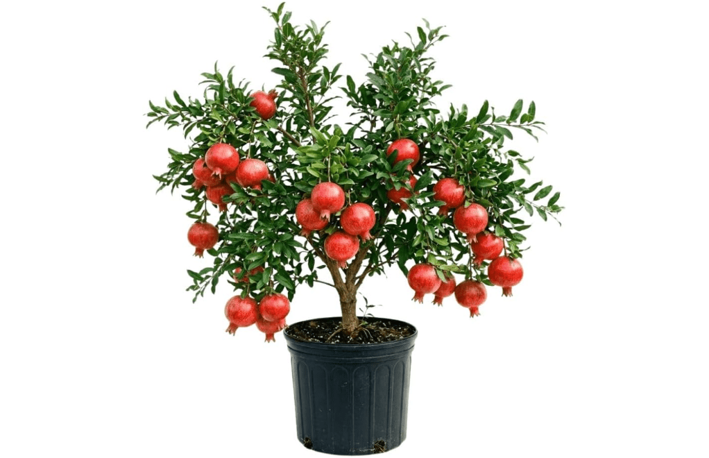 
Hardy Pomegranate Live Plant for Planting, 3 Gallon Pot | Tropical Pomegranate Tree 2 to 3 Feet Tall