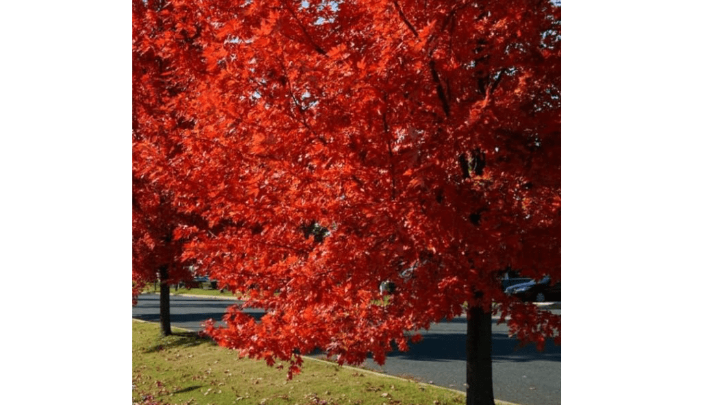 Autumn Blaze Maple Tree - 1 Gallon, Established Roots Potted - Acer x Freemanii, Fast Growing Tree