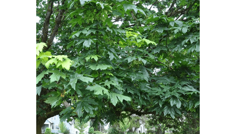 Acer macrophyllum d.w. (Bigleaf Maple) Tree Seeds, Impressive Size, Huge Leaves, Seeds by MySeeds.Co, You Choose The Amount
