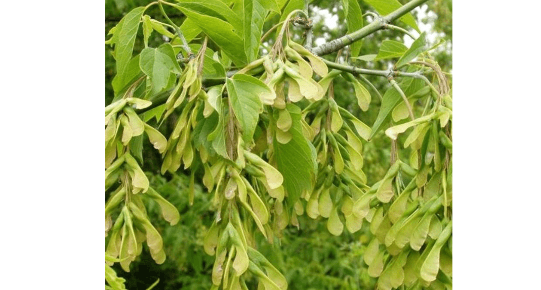 MySeedsCo Acer Negundo D.W. (Boxelder Maple, Box Elder, Manitoba Maple, Ash-leaved Maple) Tree Seed, Adaptable to Various Environmental