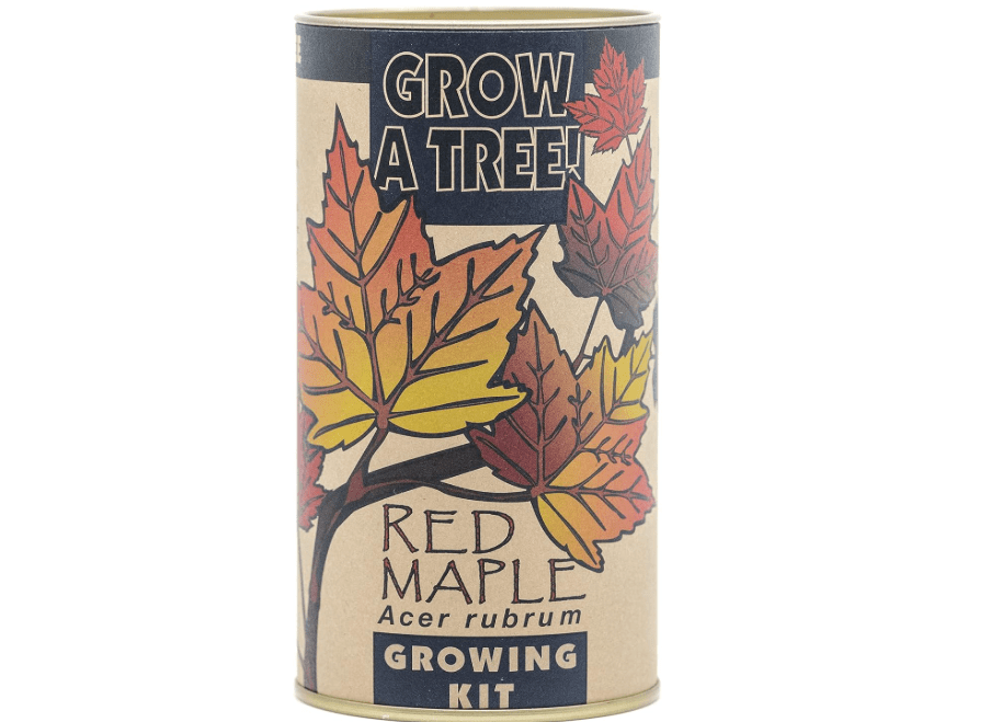 Red Maple | Tree Seed Grow Kit | The Jonsteen Company