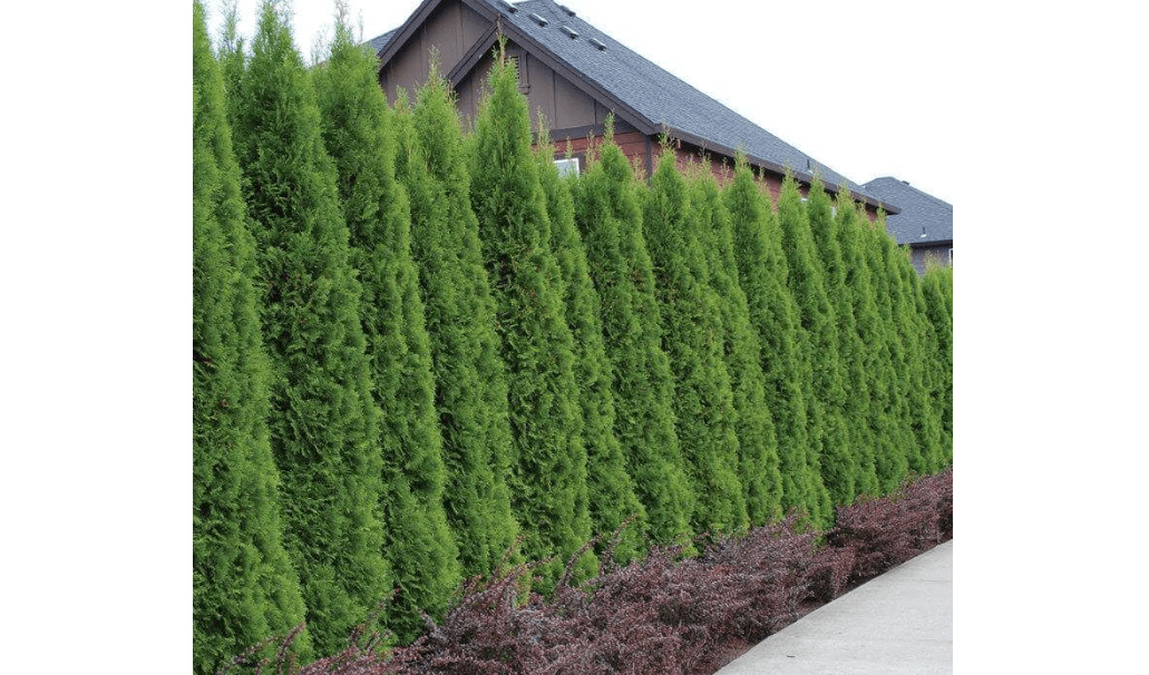 20 Emerald Green Arborvitae Trees/Shrubs - 6-12" Tall Live Plants | Evergreen Privacy Screen Hedges/Bushes - Thuja occidentalis 'Smaragd
