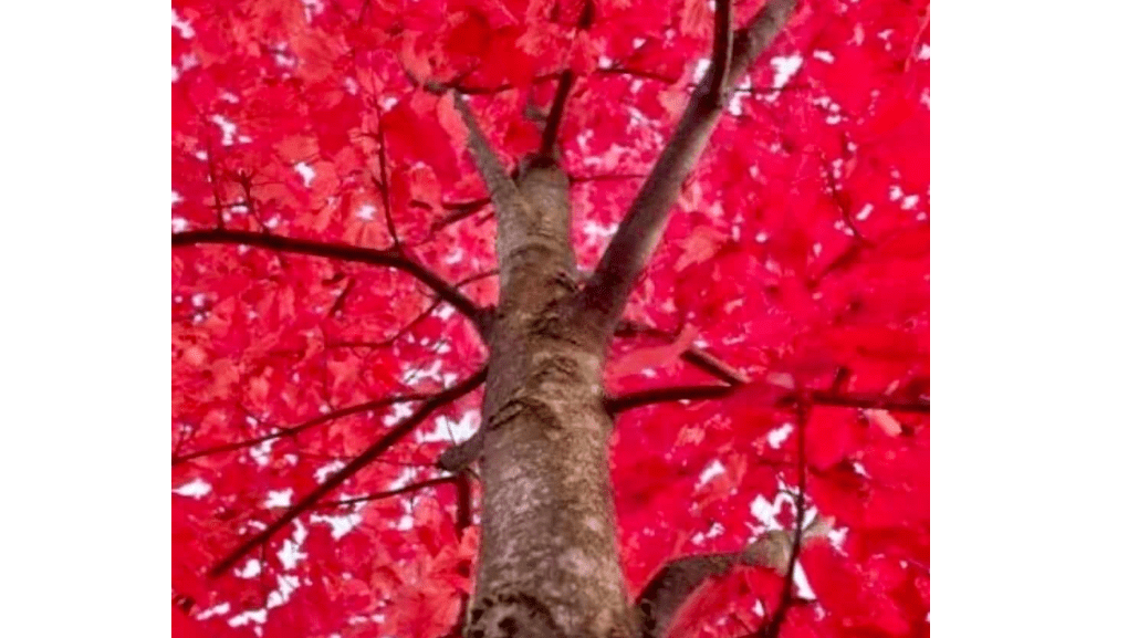 Autumn Blaze Maple Tree - 6-12" Tall Live Plant - 2.5" Pot - Fast Growing Landscape Shade Tree - Acer x freemanii 'Jeffersred