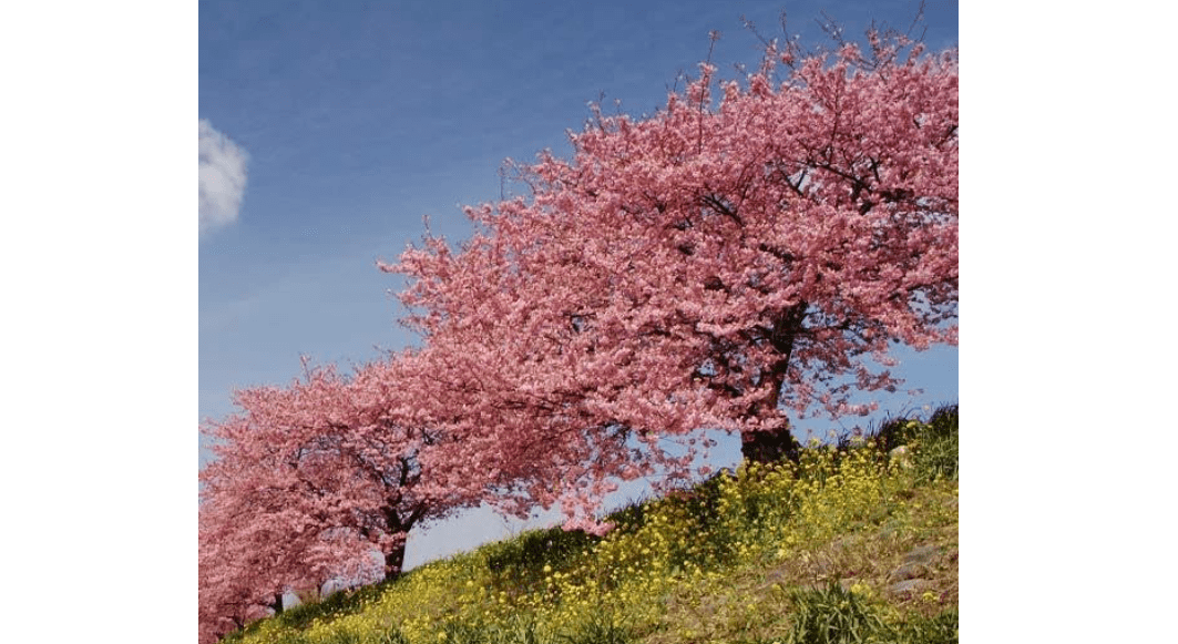 Brighter Blooms - Kwanzan Cherry Tree, 4-5 ft. - No Shipping