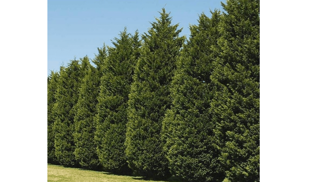 20 Leyland Cypress Trees - 6-12'' Tall Live Plants | Fast-Growing Privacy Screen Shrubs - Evergreen Hedges - Cupressus x leylandii