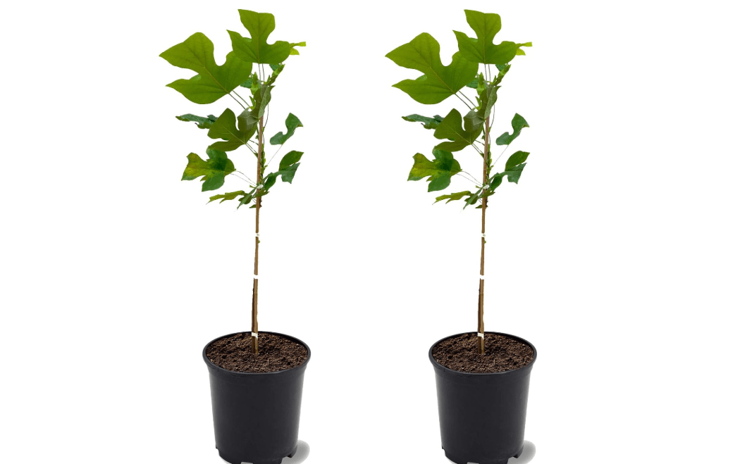 Tulip Poplar Tree, Yellow Blossoms, Lustrous Green Foliage, Deciduous, 2-3 ft Tree Height, 1 gal Nursery Pot (Due to Agricultural Laws, we Cannot Ship