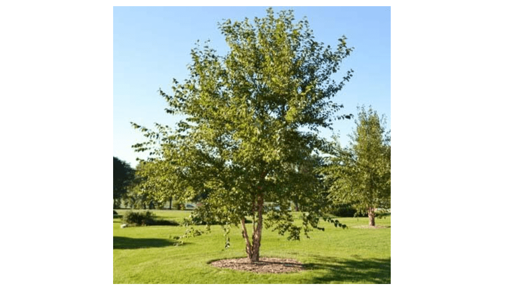 Brighter Blooms - Heritage® River Birch, 4-5 ft. - No Shipping
