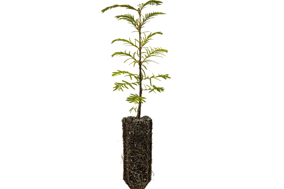 Dawn Redwood | Medium Tree Seedling | The Jonsteen Company