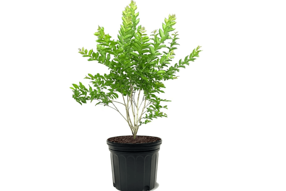 Natchez Crape Myrtle, White Flowering, Deciduous, Exfoliating Bark, 7 gal Nursery Pot