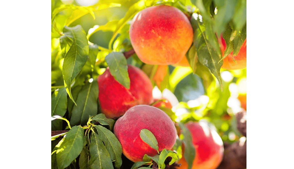 
Elberta Peach Tree, Fruit Bearing, Heirloom Variety, Self Polinator, 3-4 ft. Tree Height, 7 gal Nursery Pot (Due to Agricultural