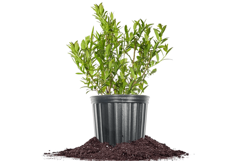 
Perfect Plants Pink Lemonade Blueberry Bush, 1 Gallon, Live Plant | Self-fertile hybrid rabbiteye, zones 4-8, unique rosy berries instead of blue, sweet