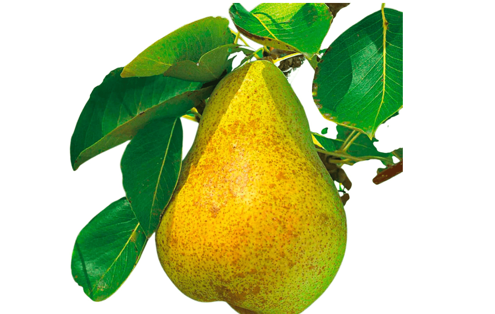 
Kieffer Pear Tree Live Fruit Tree – European-Asian Hybrid Pear for Outdoor Garden & Home Orchard