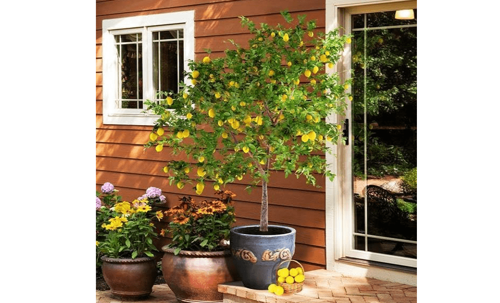 
Brighter Blooms - Meyer Lemon Tree, 1-2 ft. - No Shipping