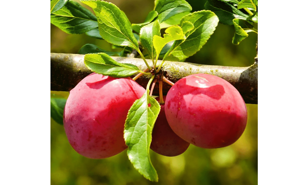 
Methley Plum Tree, Sweet, Juicy Plum with Excellent Flavor and Early Ripening, 2-3 ft Tree Height, 5 gal. Grower Pot