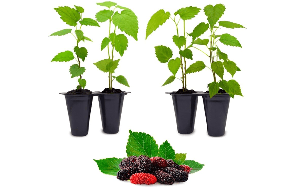 
Mulberry Dwarf Everbearing Plant (4 Pack) | Real Live Fruit Plants for Sale| Easy to Grow Live Plants for Organic Gardens | Ideal for Home Gardens