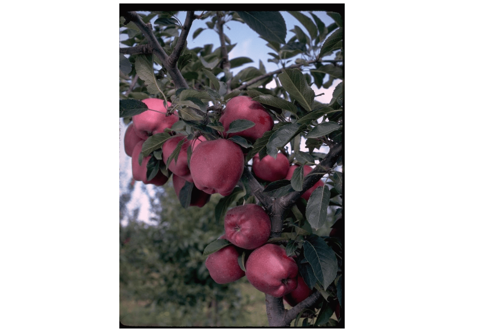
Arkansas Black Apple Tree – Heirloom Variety, Dark-Red to Almost Black Fruit, Crisp & Sweet Flavor After Storage, Excellent for Home Orchards, Live