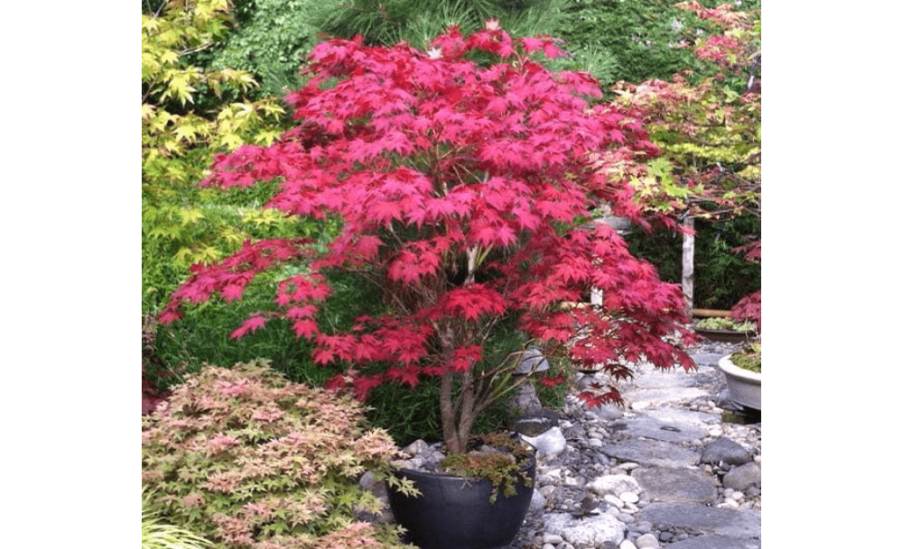 Brighter Blooms - Bloodgood Japanese Maple Tree, 1-2 ft. - No Shipping 
