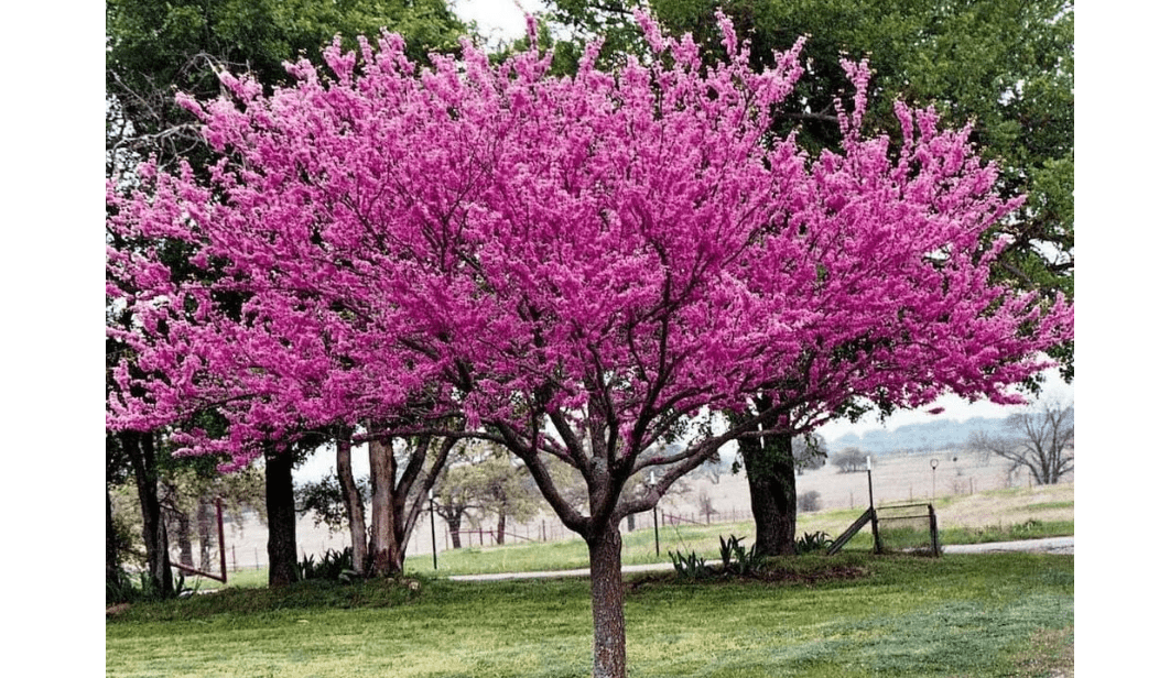 Eastern Redbud Tree - 10-16" Tall Live Plant - Quart Pot | Ornamental Spring Blooming Seedling
