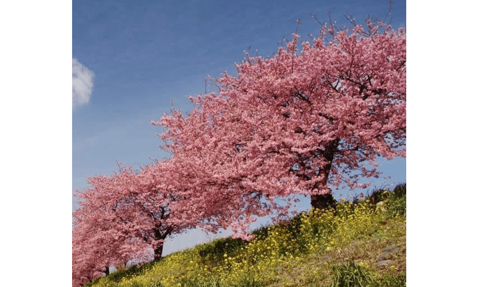 Brighter Blooms - Kwanzan Cherry Tree, 4-5 ft. - No Shipping
