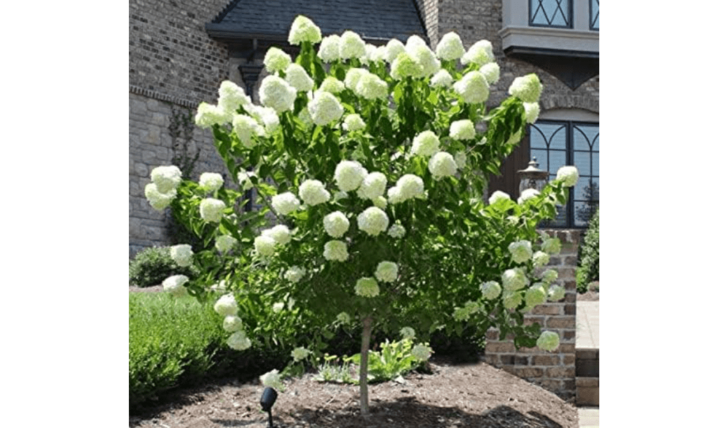  Brighter Blooms - Proven Winners® Limelight Hydrangea Tree, 3-4 ft. - No Shipping