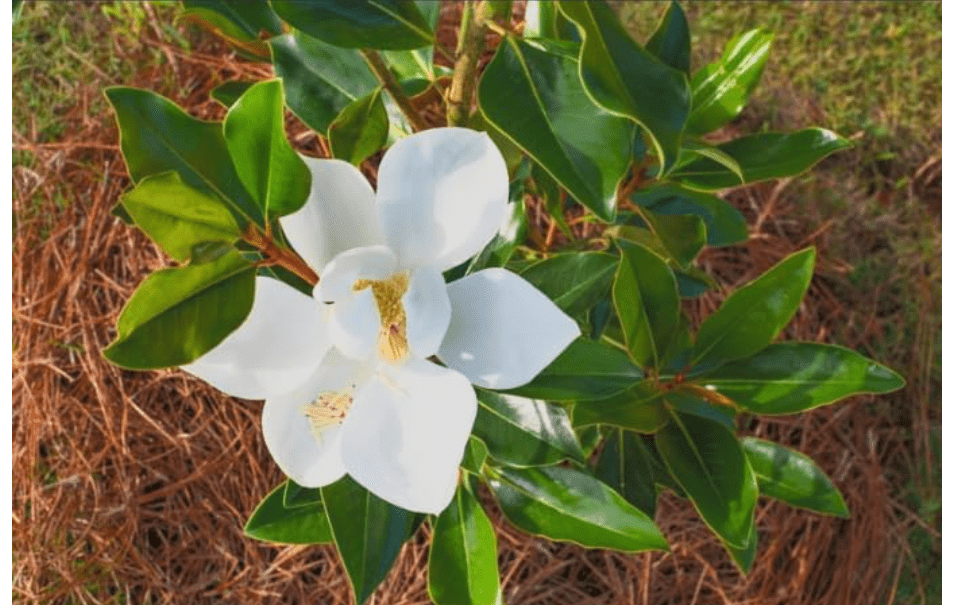  Little Gem Magnolia Tree Live Plant – Magnolia grandiflora ‘Little Gem’ – Huge Fragrant White Southern Magnolia – Evergreen Flowering Tree