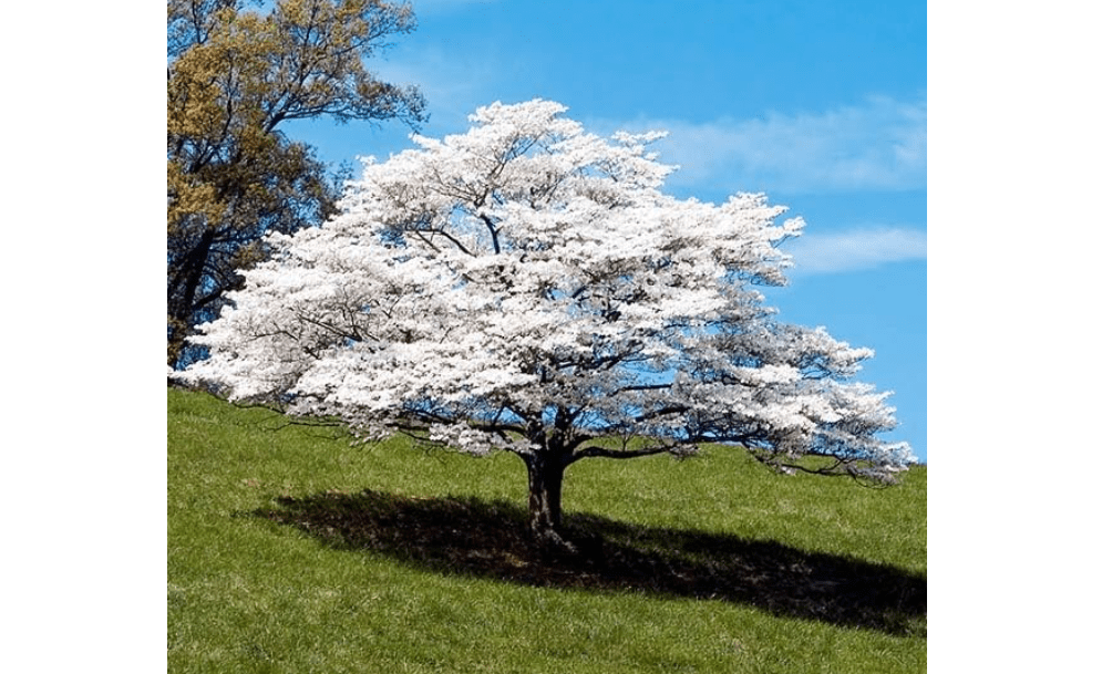 Brighter Blooms - White Dogwood Tree, 3-4 Feet - Live Flowering Plant