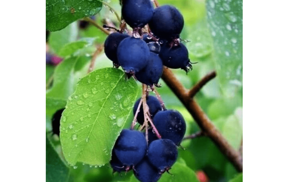  Spectacular 2 Year Serviceberry, Amelanchier Potted Plant