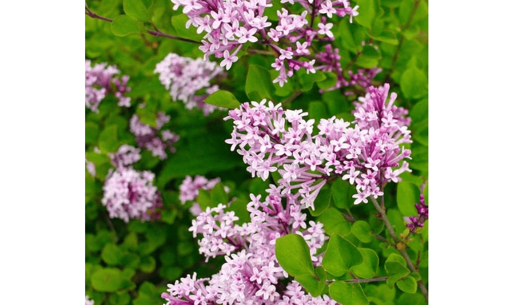 TriStar Plants - Dwarf Korean Lilac, 1 Gallon Trade Pot - Syringa Meyeri Palibin, Compact Shrub, Dwarf Bush, Flowering, Fragrant, Cold Hardy