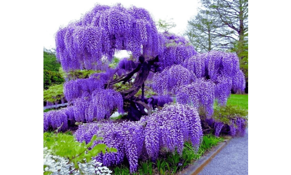 Blue Moon Wisteria Vine - Massive Foot Long Fragrant Flowers - Attract Hummingbirds - 2 - Year Plant by - Japanese Maples and Evergreens