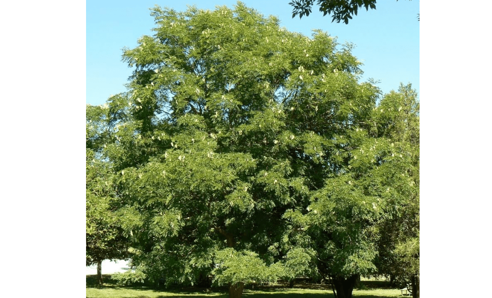 Gymnocladus dioicus (Kentucky Coffee Tree) Tree Seeds, Hardy and Adaptable, Greenish-White Flowers, Seeds by MySeeds.Co, You Choose The Amount