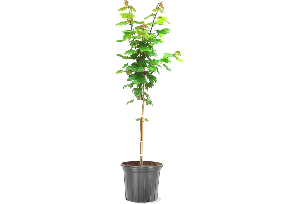 The Maple Autumn Blaze Tree, Vibrant Fall Foliage, Fast Growing, Drought Tolerance, 1 gal, Nursery Pot (Due to Agricultural Laws, we are Unable to Ship