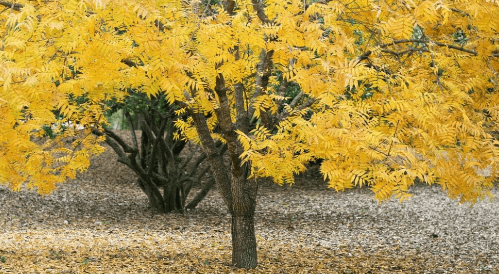 10 Thornless HONEYLOCUST Gleditsia Triacanthos Inermis Honey Locust Tree Seeds