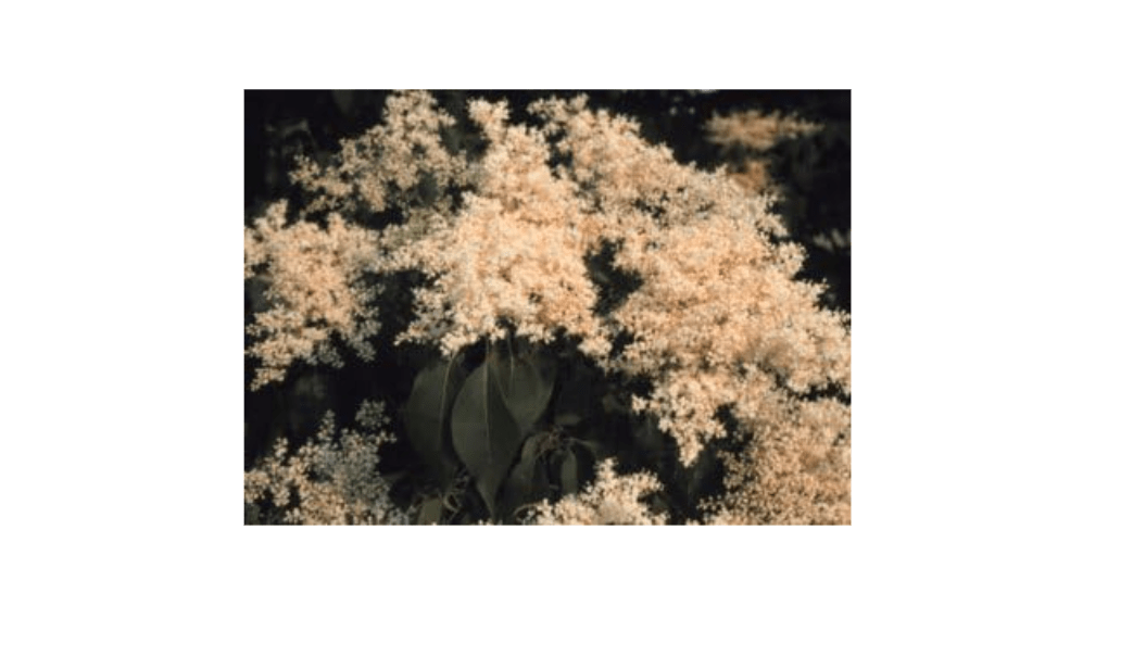 Japanese Lilac Tree 'Syringa reticulata' - 40 Seeds
