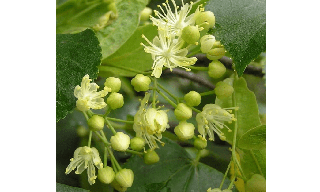 Tilia cordata (Littleleaf Linden) Tree Seeds, Fragrant, Yellowish-White Flowers, Seeds by MySeeds.Co, You Choose The Amount