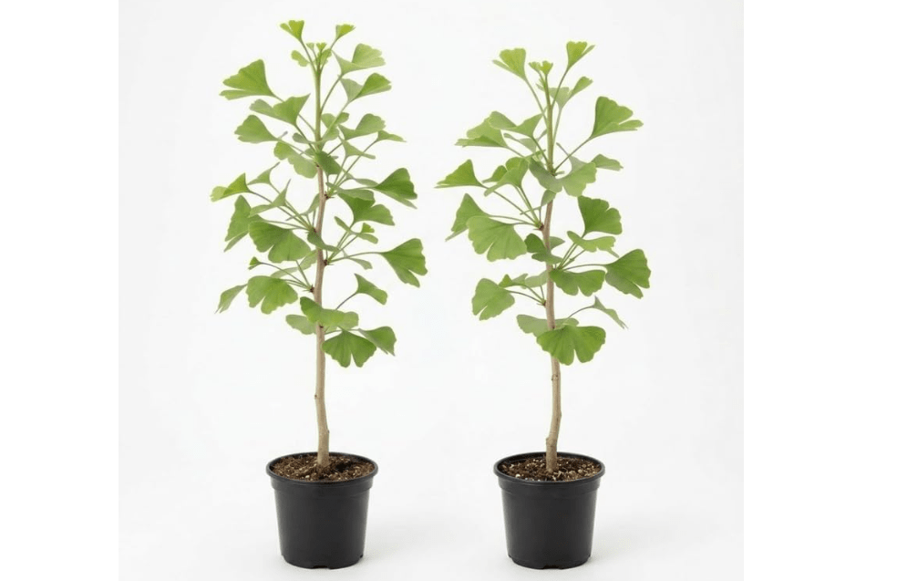 2 Ginkgo Biloba Tree Live Plant, Vigorous Maidenhair Shade Tree Starter, Sturdy Cold-Hardy Deciduous Plant with Brilliant Yellow Autumn Foliage