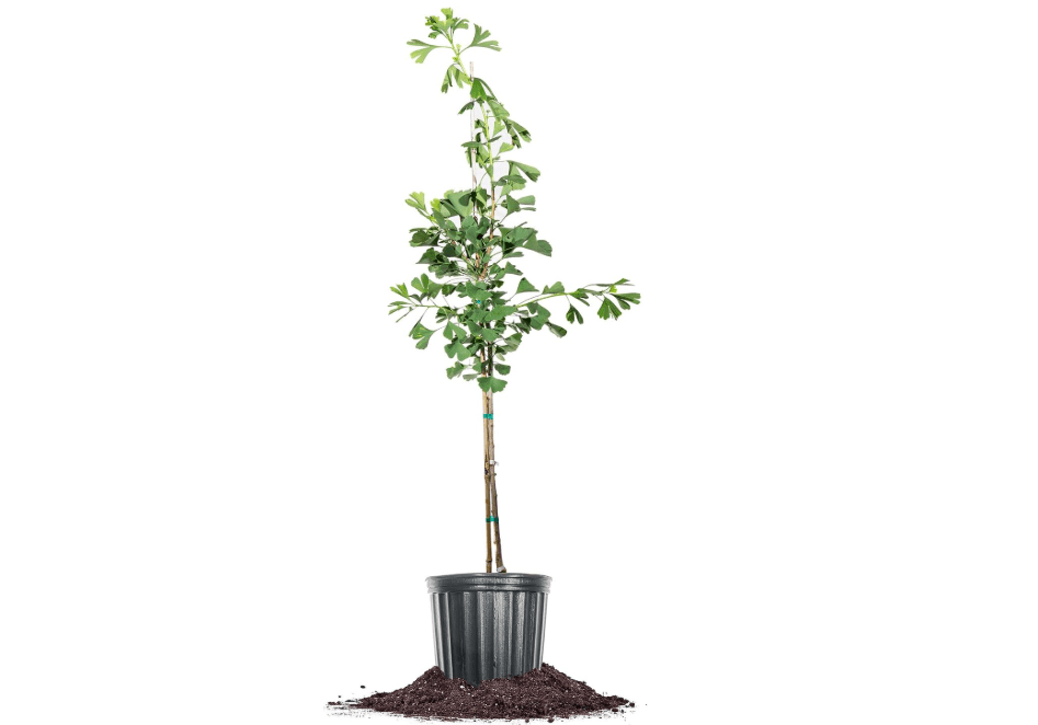 Perfect Plants Ginkgo Biloba Tree, 5 Gallon, Live Plant | Fan-shaped leaves turn brilliant gold in fall, zones 4-8, fast-growing shade, tolerates