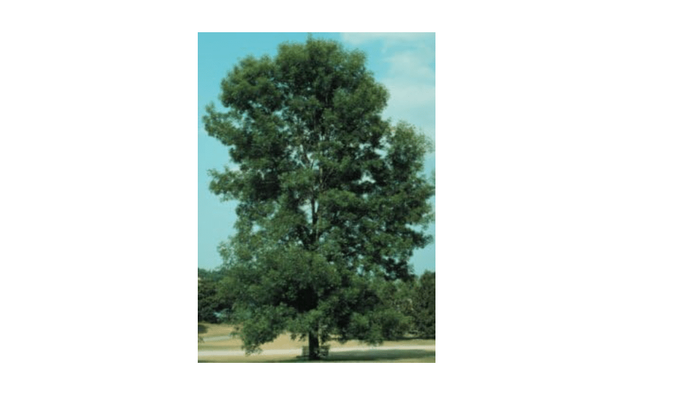 Fraxinus pennsylvanica: Green Ash Seeds
