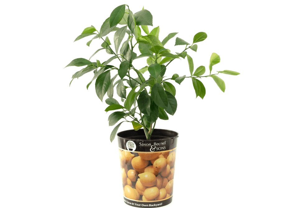 Garden State Bulb Meyer Lemon Tree, Citrus Live Plant (1 Gallon Growers Pot) Cannot Ship