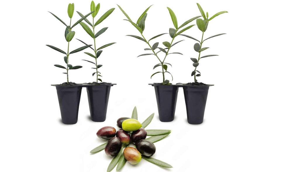 Olive Tree Arbequina (4 Pack) Real Olea Europaea | Easy to Grow Plants | Great Gift for Celebrations | Grow Your own Food on Your Edible Organic Garden
