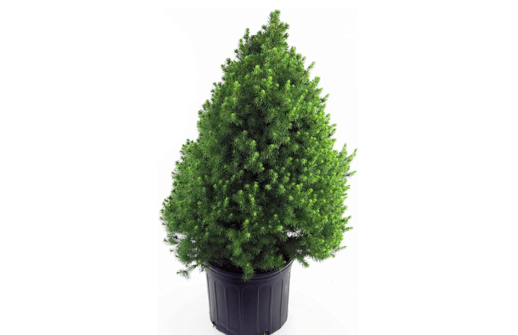 Picea glauca 'Conica' (Dwarf Alberta Spruce) Evergreen, #2 - Size Container