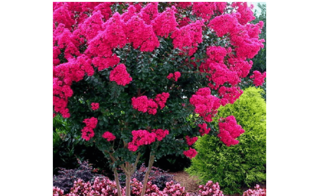 Electric Pink Passion™ Crape Myrtle ~ Southern Charm Crape Myrtles Exclusive ~ Vibrant Blazing Pink Color in a Dwarf Tree Maturing 6-8ft Tall & Wide
