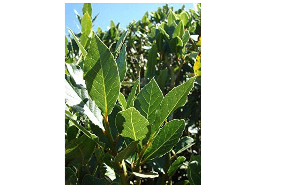 Laurus nobilis - 'Bay Leaf Tree' - Bay Laurel or Sweet Bay - Live Plant