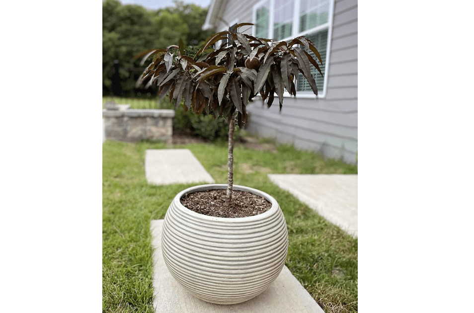 Patio Peach Bonfire Tree - 7 Gallon - (Due to Agricultural Laws, we Cannot Ship