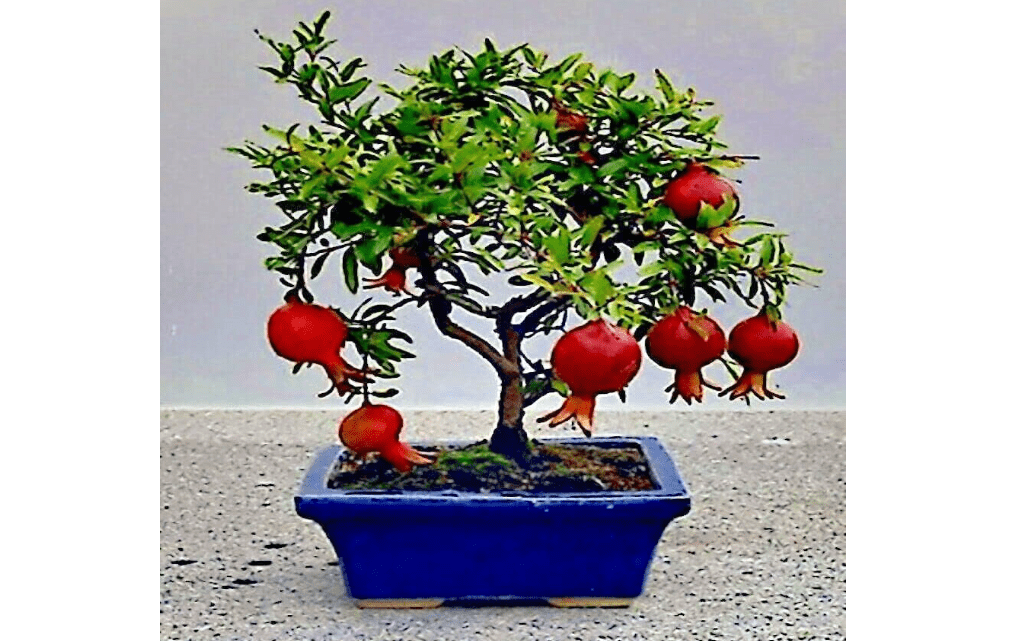 20 Seeds Dwarf Pomegranate Tree Seeds | Punica Granatum Nana Garden Fruit House Plant
