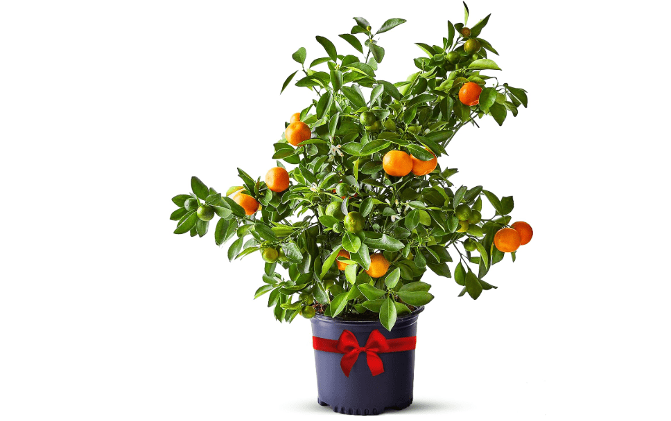 Calamondin Tree Live Plant 13-22" Tall, 1 Gallon Pot by Via Citrus | Florida Grown Indoor Lemon Tree Outdoor Citrus Fruit Tree Blooms Orange Fruit Home