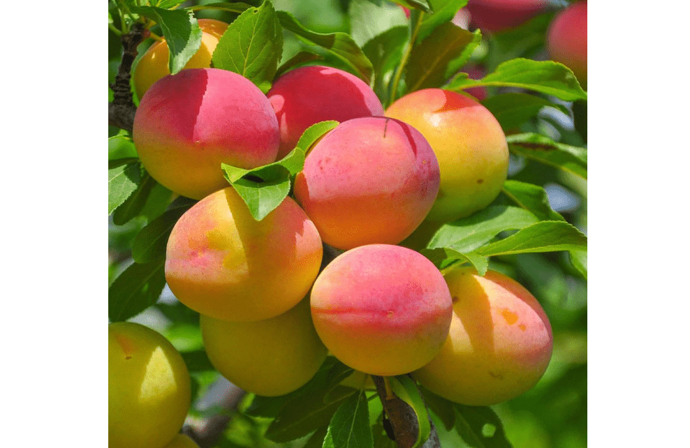 Brighter Blooms Blenheim Apricot Tree, 4-5 ft. | No Shipping