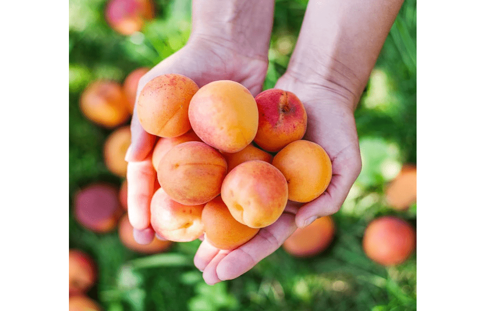 Brighter Blooms Chinese Mormon Apricot Tree, 4-5 ft. | No Shipping