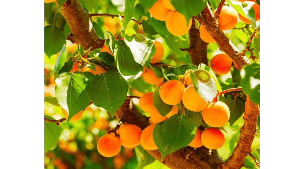 Apricot Katy Tree, Produces Fruit, Prunus Armeniaca 3-7ft 5 Gallon Potted (5 Gal for 15 Gal or Ground