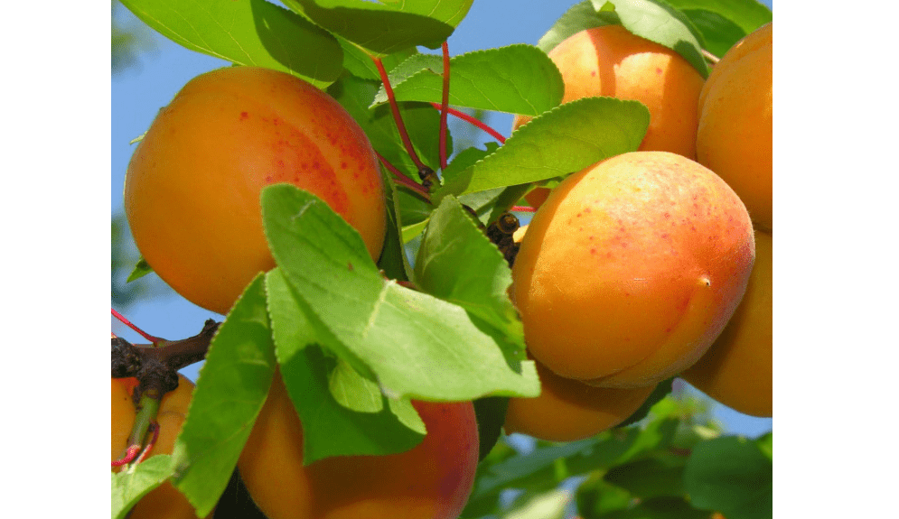 6-12" Sweet Apricot Tree Potted Plant, Nice Starter Plant, Nice Addition to Your Garden, Simply Gourgeous Flowering Perenial